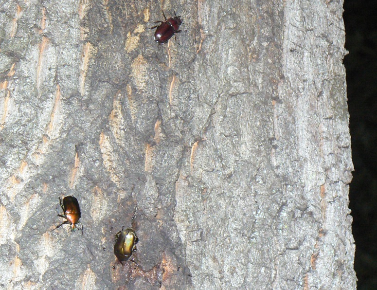住宅横の飲み屋のとなり_カナブン2匹、ノコギリクワガタ1♀_2021年7月7日21時15分 気温26度